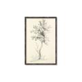 Picture of Tall Tree II _GroupedProduct_Rectangle_Portrait_Canvas_Framed_