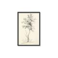 Picture of Tall Tree II _GroupedProduct_Rectangle_Portrait_Canvas_Framed_