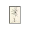 Picture of Tall Tree II _GroupedProduct_Rectangle_Portrait_Canvas_Framed_