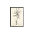 Picture of Tall Tree II _GroupedProduct_Rectangle_Portrait_Canvas_Framed_