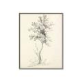 Picture of Tall Tree II _GroupedProduct_Rectangle_Portrait_Canvas_Framed_