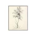 Picture of Tall Tree II _GroupedProduct_Rectangle_Portrait_Canvas_Framed_
