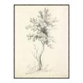 Picture of Tall Tree II _GroupedProduct_Rectangle_Portrait_Canvas_Framed_