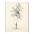 Picture of Tall Tree II _GroupedProduct_Rectangle_Portrait_Canvas_Framed_