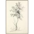 Picture of Tall Tree II _GroupedProduct_Rectangle_Portrait_Canvas_Framed_