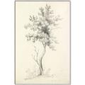 Picture of Tall Tree II _GroupedProduct_Rectangle_Portrait_Canvas_Framed_