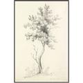 Picture of Tall Tree II _GroupedProduct_Rectangle_Portrait_Canvas_Framed_
