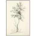 Picture of Tall Tree II _GroupedProduct_Rectangle_Portrait_Canvas_Framed_