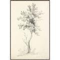 Picture of Tall Tree II _GroupedProduct_Rectangle_Portrait_Canvas_Framed_