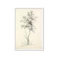 Picture of Tall Tree II _GroupedProduct_Rectangle_Portrait_Framed_Matted_