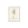 Picture of Tall Tree II _GroupedProduct_Rectangle_Portrait_Framed_Matted_