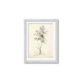 Picture of Tall Tree II _GroupedProduct_Rectangle_Portrait_Framed_Matted_