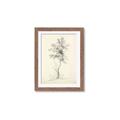 Picture of Tall Tree II _GroupedProduct_Rectangle_Portrait_Framed_Matted_
