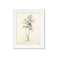 Picture of Tall Tree II _GroupedProduct_Rectangle_Portrait_Framed_Matted_