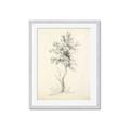 Picture of Tall Tree II _GroupedProduct_Rectangle_Portrait_Framed_Matted_