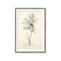 Picture of Tall Tree II _GroupedProduct_Rectangle_Portrait_Framed_Matted_