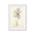 Picture of Tall Tree II _GroupedProduct_Rectangle_Portrait_Framed_Matted_