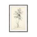 Picture of Tall Tree II _GroupedProduct_Rectangle_Portrait_Framed_Matted_