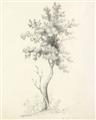 Picture of Tall Tree II _GroupedProduct_Rectangle_Portrait_Unframed_Print_Only_