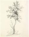 Picture of Tall Tree II _GroupedProduct_Rectangle_Portrait_Unframed_Print_Only_