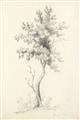 Picture of Tall Tree II _GroupedProduct_Rectangle_Portrait_Unframed_Print_Only_