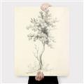 Picture of Tall Tree II _GroupedProduct_Rectangle_Portrait_Canvas_