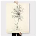 Picture of Tall Tree II _GroupedProduct_Rectangle_Portrait_Canvas_
